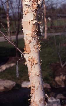 Bark of 'Heritage', a cultivar of River Birch