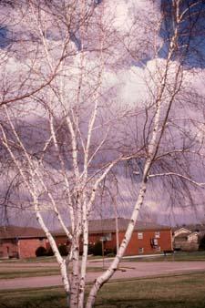 Paper Birch form in winter