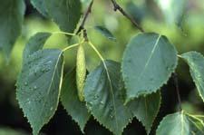 Paper Birch leaves