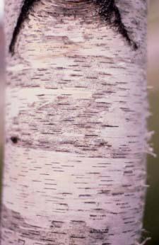 Paper Birch bark