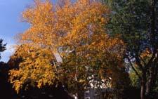 Paper Birch fall color