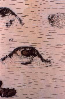 European White Birch bark