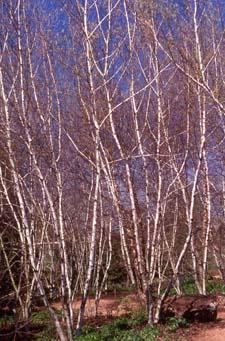 Asian White Birch form in winter
