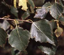 Asian White Birch leaves