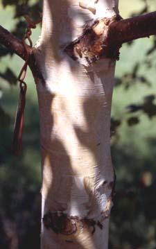 Asian White Birch bark