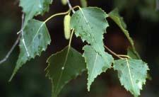 Gray Birch leaves