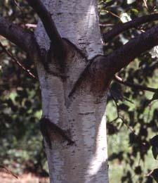 Gray Birch bark