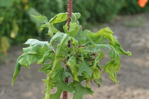 2,4-D (PGR) herbicide drift on red oak.