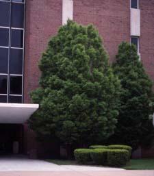 Form of 'Fastigiata', a cultivar of European Hornbeam