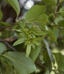 European Hornbeam fruit