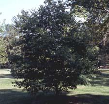 American Hornbeam form