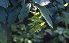 American Hornbeam fruit