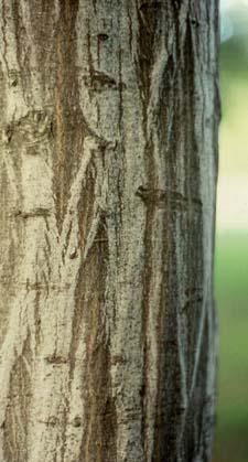American Hornbeam bark