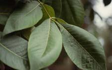 Shellbark Hickory leaves