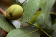 Shellbark Hickory fruit