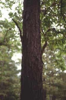 Shellbark Hickory bark