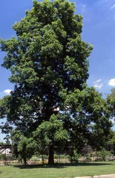 Shagbark Hickory form