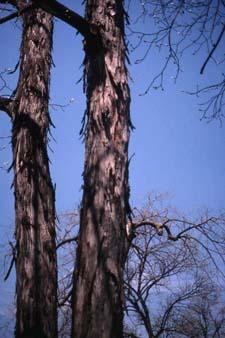 Shagbark Hickory bark