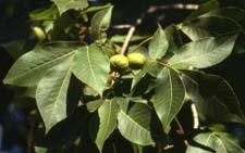 Shagbark Hickory leaves and fruit