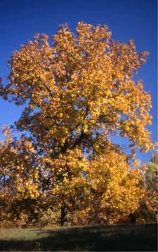 Shagbark Hickory fall color