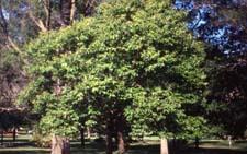 Chinese Chestnut form