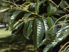 Chinese Chestnut leaves