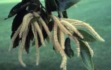 Chinese Chestnut flowers