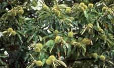 Chinese Chestnut fruit and leaves