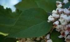 Southern Catalpa leaf