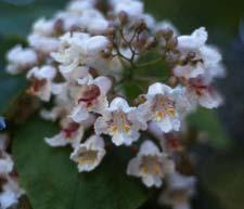Southern Catalpa flowers
