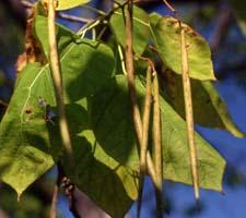 Southern Catalpa fruit