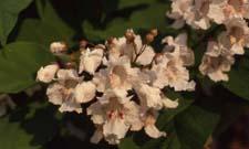 Northern Catalpa flowers