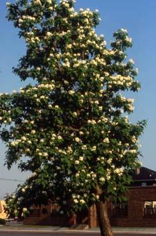 Northern Catalpa in flower