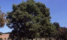 Common Hackberry form