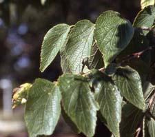 Common Hackberry leaves