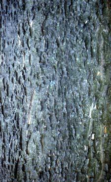 Common Hackberry bark