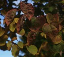 Katsuratree leaves in spring
