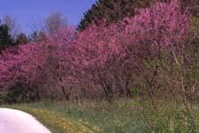 Eastern Redbud in flower