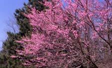 Eastern Redbud in flower