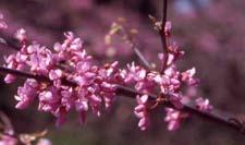 Eastern Redbud flowers