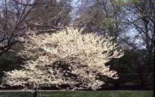 Eastern Redbud cultivar 'Alba'