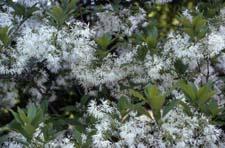 White Fringetree flowers