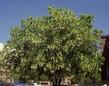 American Yellowwood form