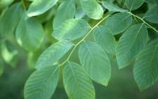 American Yellowwood leaves