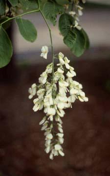 American Yellowwood flowers