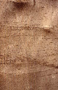 American Yellowwood bark