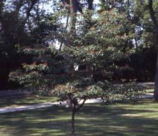Pagoda Dogwood form