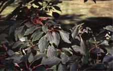 Pagoda Dogwood leaves