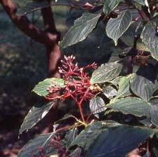 Pagoda Dogwood fruit stalks