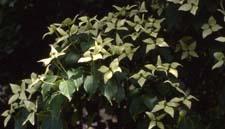 Kousa Dogwood flowers